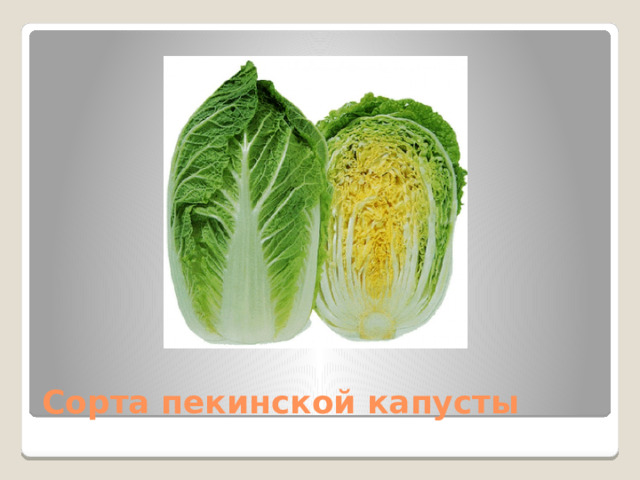 Сорта пекинской капусты 