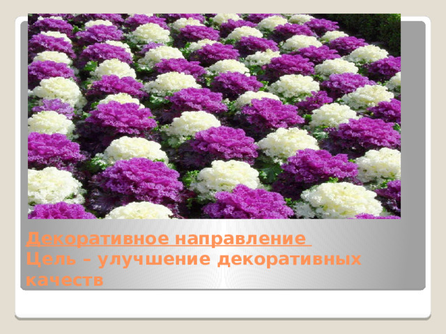 Декоративное направление  Цель – улучшение декоративных качеств 