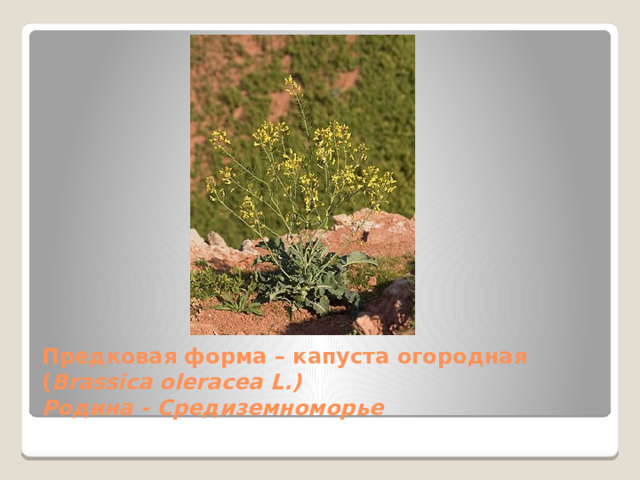 Предковая форма – капуста огородная ( Brassica oleracea L.)  Родина - Средиземноморье 