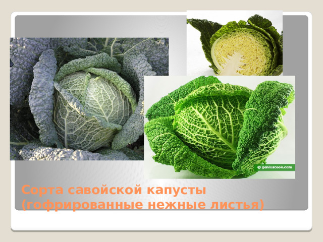 Сорта савойской капусты (гофрированные нежные листья) 