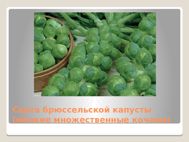Сорта брюссельской капусты (мелкие множественные кочаны) 