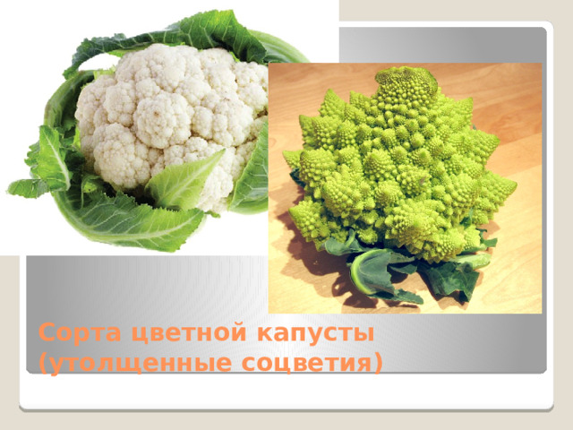 Сорта цветной капусты (утолщенные соцветия) 