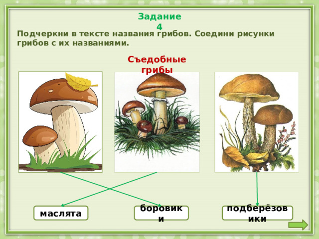 Задание 4 Подчеркни в тексте названия грибов. Соедини рисунки грибов с их названиями. Съедобные грибы маслята боровики подберёзовики 