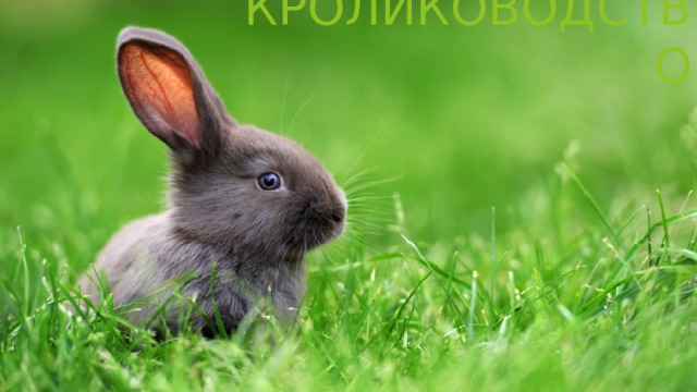 КРОЛИКОВОДСТВО 