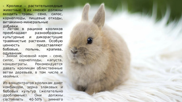 - Кролики – растительноядные животные. В их «меню» должны входить травы, сено, силос, корнеплоды, пищевые отходы, витаминно-минеральные добавки. - Летом в рационе кроликов преобладают разнообразные культурные и дикорастущие травянистые растения. Особую ценность представляют бобовые, полынь, крапива, одуванчик. - Зимой основной корм – сено, силос, корнеплоды, капуста, концентраты. Рекомендуется давать кроликам облиственные ветви деревьев, в том числе и хвойных. Из концентратов кроликам дают комбикорм, зерна злаковых и бобовых культур (желательно дробленные). Они должны составлять 40-50% зимнего рациона. 