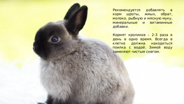 Рекомендуется добавлять в корм шроты, жмых, обрат, молоко, рыбную и мясную муку, минеральные и витаминные добавки. Кормят кроликов – 2-3 раза в день в одно время. Всегда в клетке должна находиться поилка с водой. Зимой воду заменяют чистым снегом. 