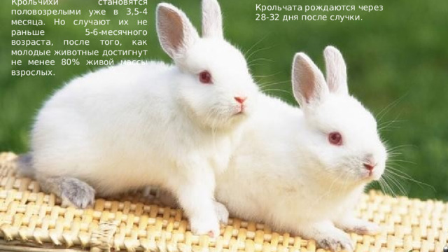 Крольчихи становятся половозрелыми уже в 3,5-4 месяца. Но случают их не раньше 5-6-месячного возраста, после того, как молодые животные достигнут не менее 80% живой массы взрослых. Крольчата рождаются через 28-32 дня после случки. 