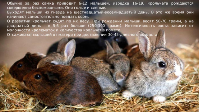 Обычно за раз самка приводит 6-12 малышей, изредка 16-19. Крольчата рождаются совершенно беспомощными. Они голые и слепые. Выходят малыши из гнезда на шестнадцатый-восемнадцатый день. В это же время они начинают самостоятельно поедать корм. О развитии крольчат судят по их весу. При рождении малыши весят 50-70 грамм, а на двадцатый день – в 5-6 раз больше (250-300 грамм). Интенсивность роста зависит от молочности кролематок и количества крольчат в помете. Отсаживают малышей от матери при достижении 30-45-дневного возраста. 