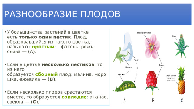 РАЗНООБРАЗИЕ ПЛОДОВ У большинства растений в цветке есть  только один пестик . Плод, образовавшийся из такого цветка, называют  простым :     фасоль, рожь, слива — (A). Если в цветке  несколько пестиков , то из него образуется  сборный  плод: малина, морошка, ежевика —  (В) .   Если несколько плодов срастаются вместе, то образуется  соплодие : ананас, свёкла —  (С ). 