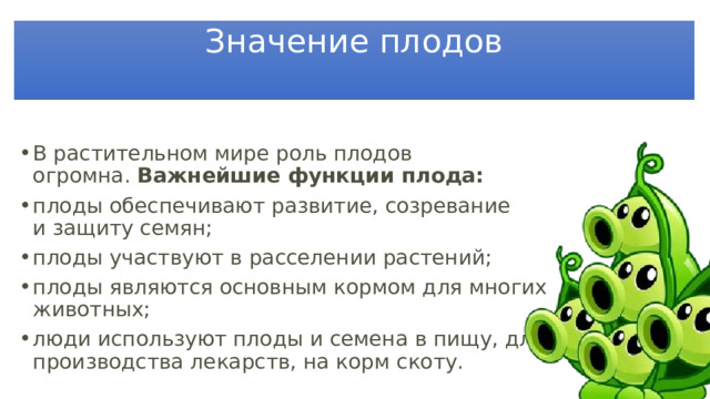 Значение плодов В растительном мире роль плодов огромна.  Важнейшие функции плода: плоды обеспечивают развитие, созревание и защиту семян; плоды участвуют в расселении растений; плоды являются основным кормом для многих животных; люди используют плоды и семена в пищу, для производства лекарств, на корм скоту. 