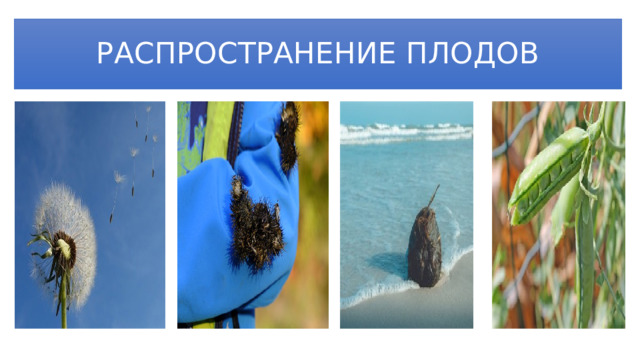 РАСПРОСТРАНЕНИЕ ПЛОДОВ 