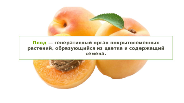Плод  — генеративный орган покрытосеменных растений, образующийся из цветка и содержащий семена. 