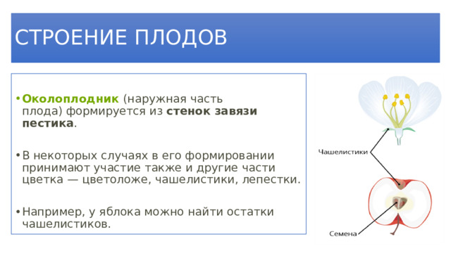 СТРОЕНИЕ ПЛОДОВ Околоплодник  (наружная часть плода) формируется из  стенок завязи пестика . В некоторых случаях в его формировании принимают участие также и другие части цветка — цветоложе, чашелистики, лепестки. Например, у яблока можно найти остатки чашелистиков. 