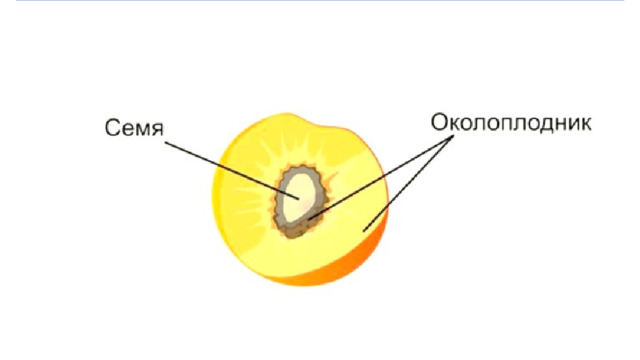 СТРОЕНИЕ ПЛОДОВ Околоплодник  (наружная часть плода) формируется из  стенок завязи пестика . В некоторых случаях в его формировании принимают участие также и другие части цветка — цветоложе, чашелистики, лепестки. Например, у яблока можно найти остатки чашелистиков. 