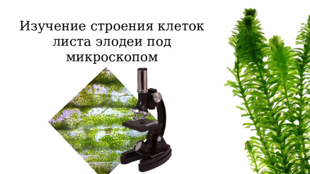 Изучение строения клеток листа элодеи под микроскопом 