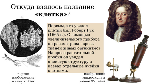 Откуда взялось название « клетка »? Первым, кто увидел клетки был Роберт Гук (1665 г.). С помощью увеличительного прибора он рассматривал срезы тканей живых организмов. На срезе растительной пробки он увидел ячеистую структуру и назвал отдельные ячейки клетками. изобретение микроскопа в конце XVI века первое изображение живых клеток рис. из «Микрографии» Гука 
