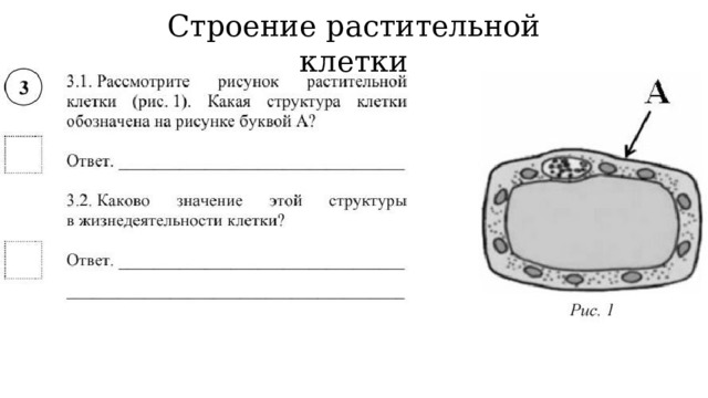 Строение растительной клетки 