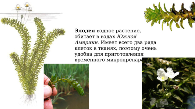 Элодея водное растение, обитает в водах Южной Америки . Имеет всего два ряда клеток в тканях, поэтому очень удобна для приготовления временного микропрепарата. 