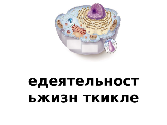 едеятельностьжизн ткикле 