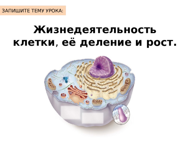 ЗАПИШИТЕ ТЕМУ УРОКА: Жизнедеятельность клетки , её деление и рост.  