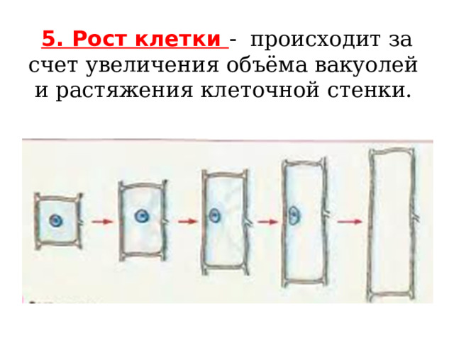 5. Рост клетки -  происходит за счет увеличения объёма вакуолей и растяжения клеточной стенки.   