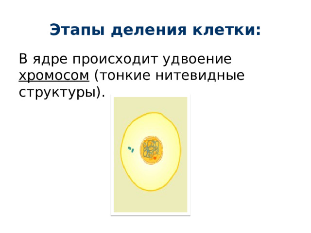 Этапы деления клетки: В ядре происходит удвоение хромосом (тонкие нитевидные структуры). 