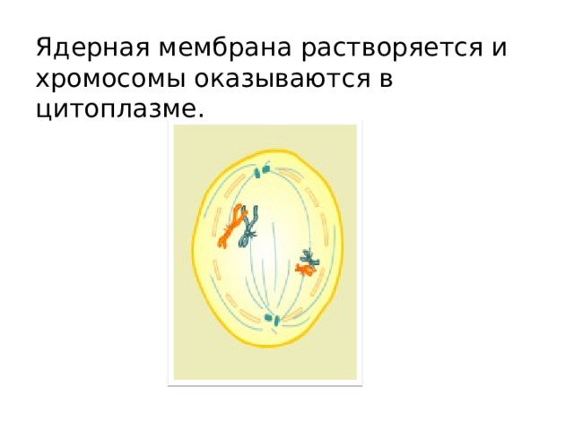 Ядерная мембрана растворяется и хромосомы оказываются в цитоплазме. 
