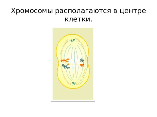Хромосомы располагаются в центре клетки. 