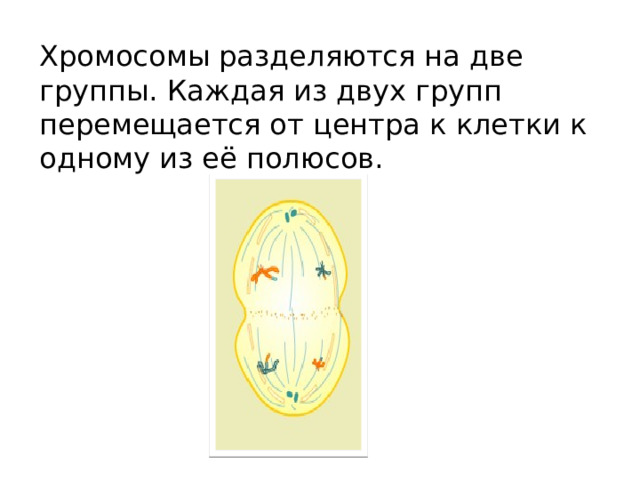Хромосомы разделяются на две группы. Каждая из двух групп перемещается от центра к клетки к одному из её полюсов. 