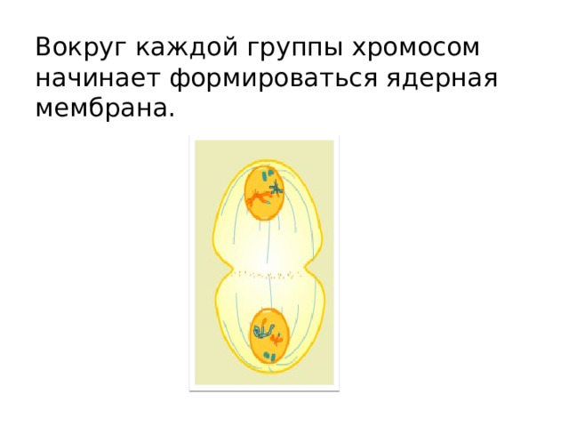 Вокруг каждой группы хромосом начинает формироваться ядерная мембрана. 