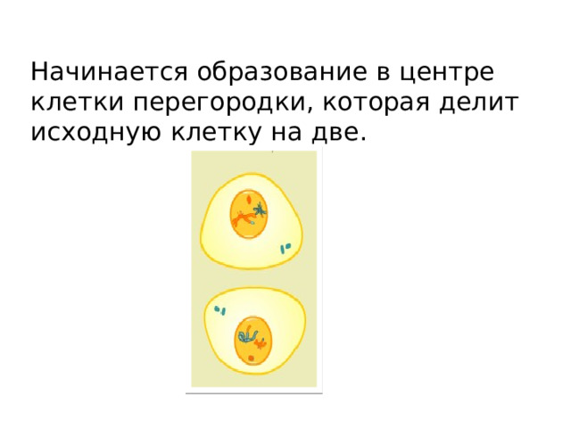 Начинается образование в центре клетки перегородки, которая делит исходную клетку на две. 