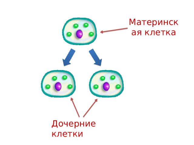 Материнская клетка Дочерние клетки 