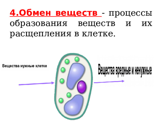 4.Обмен веществ - процессы образования веществ и их расщепления в клетке. 