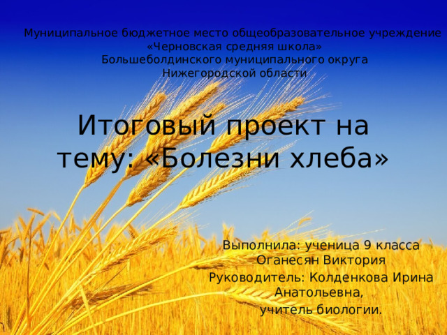 Муниципальное бюджетное место общеобразовательное учреждение «Черновская средняя школа» Большеболдинского муниципального округа Нижегородской области Итоговый проект на тему: «Болезни хлеба» Выполнила: ученица 9 класса Оганесян Виктория Руководитель: Колденкова Ирина Анатольевна, учитель биологии. 