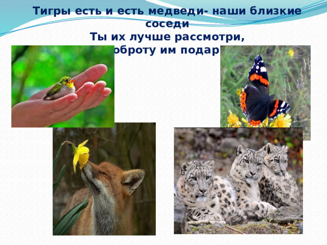 Тигры есть и есть медведи- наши близкие соседи  Ты их лучше рассмотри,  Доброту им подари! 