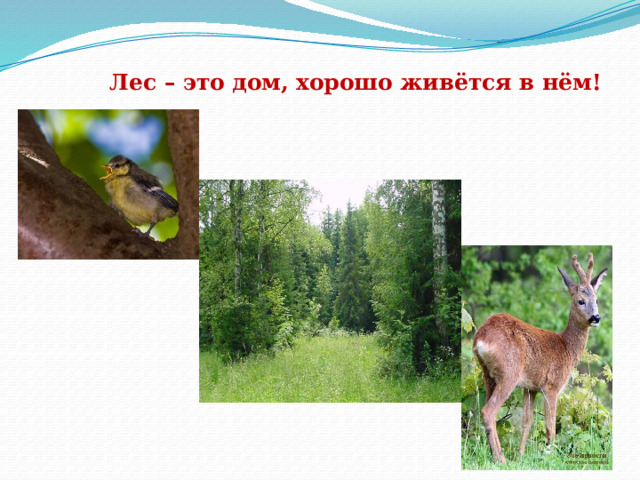 Лес – это дом, хорошо живётся в нём! 