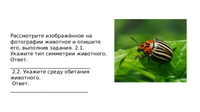 Рассмотрите изображённое на фотографии животное и опишите его, выполнив задания. 2.1. Укажите тип симметрии животного. Ответ. ________________________________  2.2. Укажите среду обитания животного.  Ответ. _______________________________ 