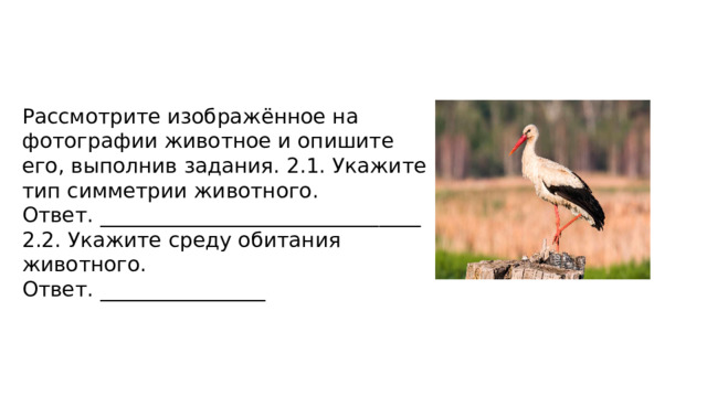 Рассмотрите изображённое на фотографии животное и опишите его, выполнив задания. 2.1. Укажите тип симметрии животного. Ответ. _______________________________ 2.2. Укажите среду обитания животного. Ответ. ________________ 