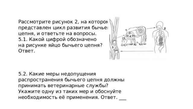 Рассмотрите рисунок 2, на котором представлен цикл развития бычьего цепня, и ответьте на вопросы. 5.1. Какой цифрой обозначено на рисунке яйцо бычьего цепня? Ответ. 5.2. Какие меры недопущения распространения бычьего цепня должны принимать ветеринарные службы? Укажите одну из таких мер и обоснуйте необходимость её применения. Ответ. ___ 
