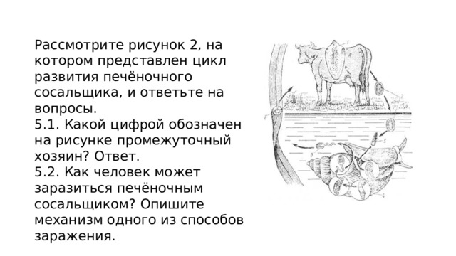 Рассмотрите рисунок 2, на котором представлен цикл развития печёночного сосальщика, и ответьте на вопросы. 5.1. Какой цифрой обозначен на рисунке промежуточный хозяин? Ответ. 5.2. Как человек может заразиться печёночным сосальщиком? Опишите механизм одного из способов заражения. 