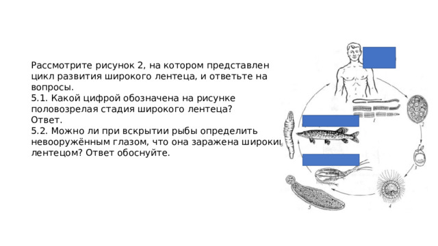 Рассмотрите рисунок 2, на котором представлен цикл развития широкого лентеца, и ответьте на вопросы. 5.1. Какой цифрой обозначена на рисунке половозрелая стадия широкого лентеца? Ответ. 5.2. Можно ли при вскрытии рыбы определить невооружённым глазом, что она заражена широким лентецом? Ответ обоснуйте. 