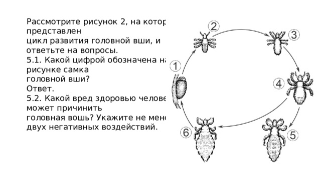 Рассмотрите рисунок 2, на котором представлен цикл развития головной вши, и ответьте на вопросы. 5.1. Какой цифрой обозначена на рисунке самка головной вши? Ответ. 5.2. Какой вред здоровью человека может причинить головная вошь? Укажите не менее двух негативных воздействий. 