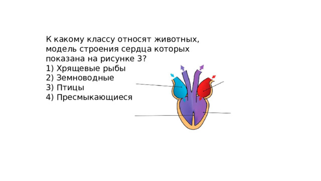 К какому классу относят животных, модель строения сердца которых показана на рисунке 3? 1) Хрящевые рыбы 2) Земноводные 3) Птицы 4) Пресмыкающиеся 