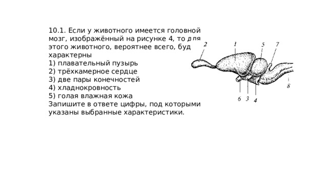 10.1. Если у животного имеется головной мозг, изображённый на рисунке 4, то для этого животного, вероятнее всего, будут характерны 1) плавательный пузырь 2) трёхкамерное сердце 3) две пары конечностей 4) хладнокровность 5) голая влажная кожа Запишите в ответе цифры, под которыми указаны выбранные характеристики. 