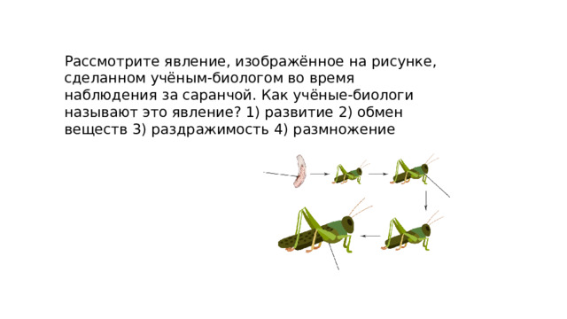 Рассмотрите явление, изображённое на рисунке, сделанном учёным-биологом во время наблюдения за саранчой. Как учёные-биологи называют это явление? 1) развитие 2) обмен веществ 3) раздражимость 4) размножение 