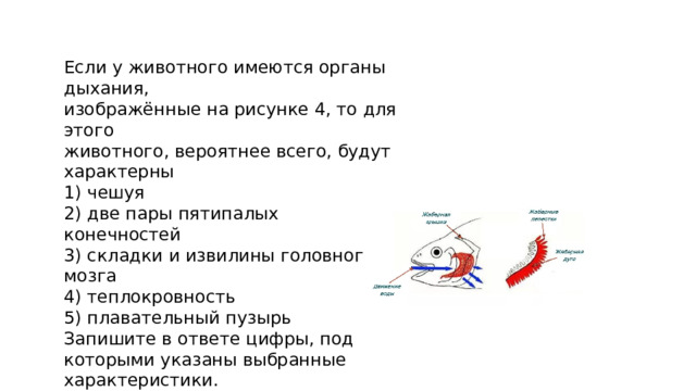 Если у животного имеются органы дыхания, изображённые на рисунке 4, то для этого животного, вероятнее всего, будут характерны 1) чешуя 2) две пары пятипалых конечностей 3) складки и извилины головного мозга 4) теплокровность 5) плавательный пузырь Запишите в ответе цифры, под которыми указаны выбранные характеристики. 