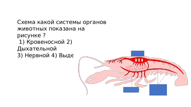 Схема какой системы органов животных показана на рисунке ?  1) Кровеносной 2) Дыхательной 3) Нервной 4) Выделительной 