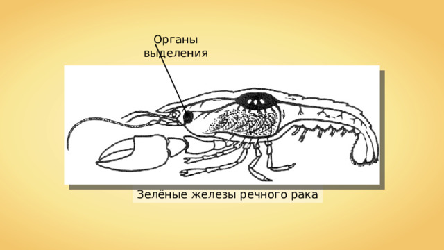 Органы выделения Зелёные железы речного рака 