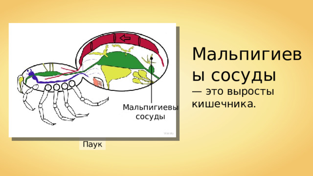 Мальпигиевы сосуды — это выросты кишечника. Мальпигиевы сосуды Wassily Паук 