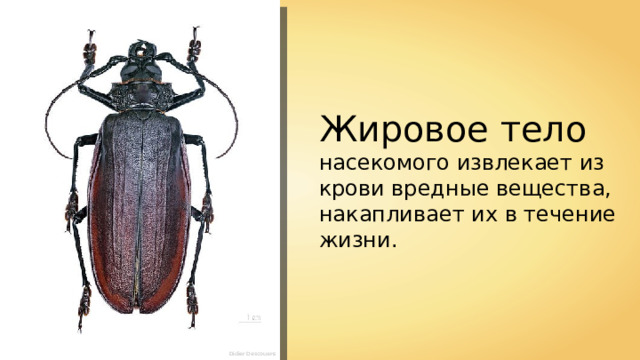 Жировое тело насекомого извлекает из крови вредные вещества, накапливает их в течение жизни. Didier Descouens 
